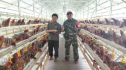 Dukung Ketahanan Pangan, Babinsa Pandawan Bantu Pengelolaan Ternak Ayam Petelur