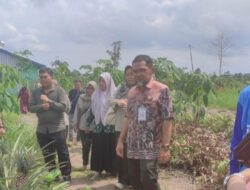 Direktur Hilirisasi Hortikultura Kementan RI Monitoring Bantuan dan Capaian LTT Padi di Batola