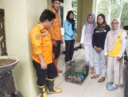 BPBD Balangan Serahkan Anak Bekantan ke BKSDA untuk Direhabilitasi