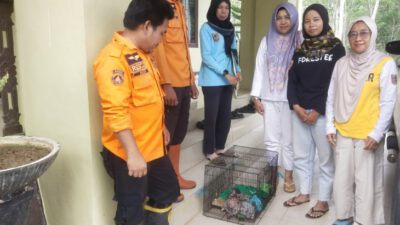 BPBD Balangan Serahkan Anak Bekantan