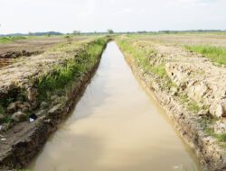 Pemprov Kalsel Perkuat Irigasi Persawahan Hadapi Ancaman Kemarau 2026