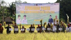 Panen Padi Biofortifikasi di Karang Intan, Pemprov Kalsel Tingkatkan Ketahanan Pangan dan Perbaikan Gizi Masyarakat
