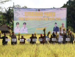 Panen Padi Biofortifikasi di Karang Intan, Pemprov Kalsel Tingkatkan Ketahanan Pangan dan Perbaikan Gizi Masyarakat