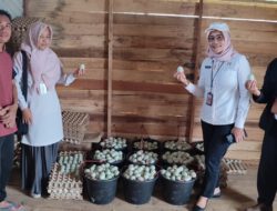 Perkuat Ketahanan Pangan, Pemprov Kalsel Gencarkan Pengembangan Itik Melalui Inovasi SITI HAWA LARI