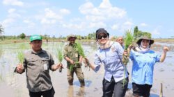 UPB Sungai Tabuk Tanam Benih Padi Lokal