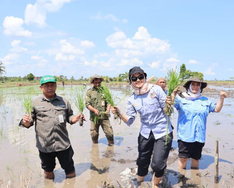 UPB Sungai Tabuk Tanam Benih Padi Lokal
