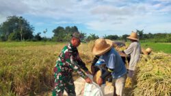 Pererat Kemanunggalan TNI-Rakyat, Babinsa Bantu Petani Panen Padi