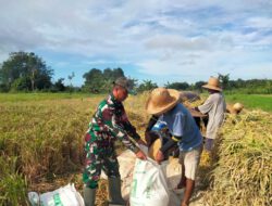 Pererat Kemanunggalan TNI-Rakyat, Babinsa Bantu Petani Panen Padi