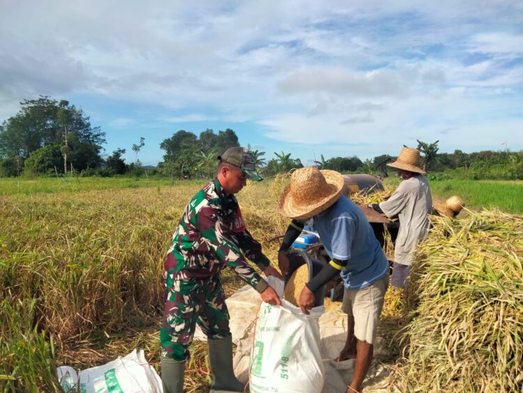 Pererat Kemanunggalan TNI-Rakyat, Babinsa Bantu Panen Padi