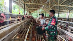 Babinsa Koramil Barabai Aktif Dampingi Usaha Peternakan Warga Binaan
