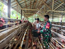 Babinsa Koramil Barabai Aktif Dampingi Usaha Peternakan Warga Binaan