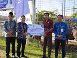 Sambut Iduladha 1447 H, Bupati Balangan Bagikan 24 Sapi Kurban CSR