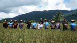 Bupati Tinjau dan Panen Raya Padi