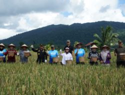 Perkuat Komitmen Swasembada Pangan, Bupati Tinjau dan Panen Raya Padi