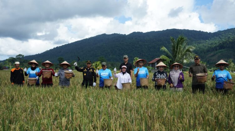 Bupati Tinjau dan Panen Raya Padi