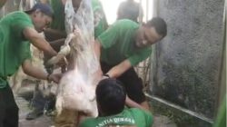 Panitia Kurban Masjid Al-Khoir Salurkan Daging kepada Warga