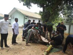 Idul Adha 1447 H, Dandim 1002/HST Salurkan Dua Sapi dan Dua Domba Kurban