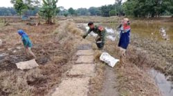 TNI Hadir di Tengah Petani, Babinsa Bantu Penyemaian Bibit Padi