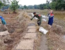 TNI Hadir di Tengah Petani, Babinsa Bantu Penyemaian Bibit Padi