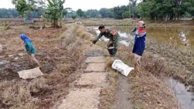 TNI Hadir di Tengah Petani, Babinsa Bantu Penyemaian Bibit Padi