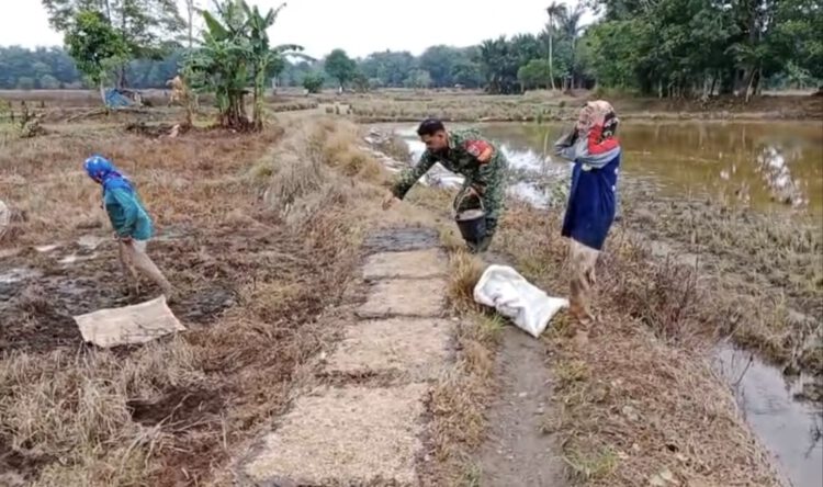TNI Hadir di Tengah Petani, Babinsa Bantu Penyemaian Bibit Padi