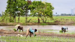 Luas Tambah Tanam Padi di Kalsel