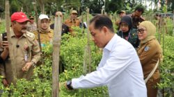 Dukung Ketahanan Pangan dan Kendali Inflasi, Wamenko Pangan Panen Cabai di Angkinang