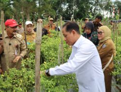 Dukung Ketahanan Pangan dan Kendali Inflasi, Wamenko Pangan Panen Cabai di Angkinang