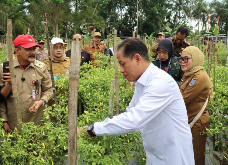 Dukung Ketahanan Pangan dan Kendali Inflasi, Wamenko Pangan Panen Cabai di Angkinang