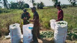 Wujud Kepedulian Babinsa, Koptu Catur Dampingi Petani Panen Mentimun