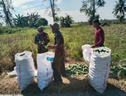Wujud Kepedulian Babinsa, Koptu Catur Dampingi Petani Panen Mentimun
