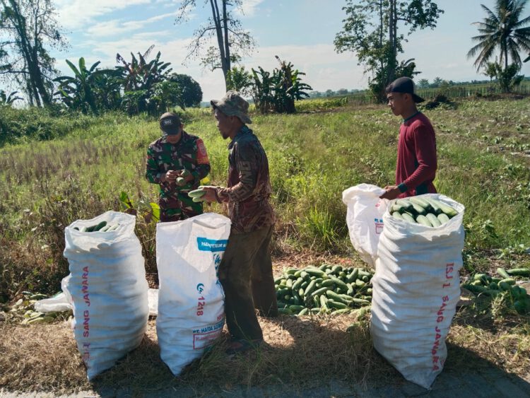 Koptu Catur Dampingi Petani Panen Mentimun