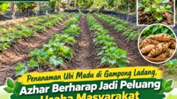 Penanaman Ubi Madu di Gampong Ladang, Azhar Berharap Jadi Peluang Usaha Masyarakat