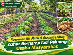 Penanaman Ubi Madu di Gampong Ladang, Azhar Berharap Jadi Peluang Usaha Masyarakat
