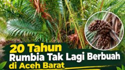 20 Tahun Rumbia Tak Lagi Berbuah di Aceh Barat, Penjual Rujak Kehilangan Cita Rasa Khas Meulaboh