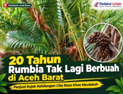 20 Tahun Rumbia Tak Lagi Berbuah di Aceh Barat, Penjual Rujak Kehilangan Cita Rasa Khas Meulaboh