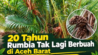 20 Tahun Rumbia Tak Lagi Berbuah di Aceh Barat, Penjual Rujak Kehilangan Cita Rasa Khas Meulaboh