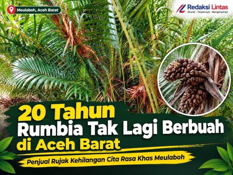 20 Tahun Rumbia Tak Lagi Berbuah di Aceh Barat, Penjual Rujak Kehilangan Cita Rasa Khas Meulaboh