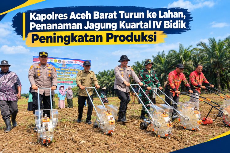 Kapolres Aceh Barat Turun ke Lahan, Penanaman Jagung Kuartal IV Bidik Peningkatan Produksi