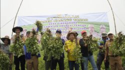 Panen Kacang Tanah di HSU, Pemprov Kalsel Dorong Peningkatan Produksi Pertanian