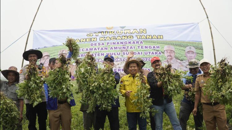 Panen Kacang Tanah di HSU, Pemprov Kalsel Dorong Peningkatan Produksi Pertanian